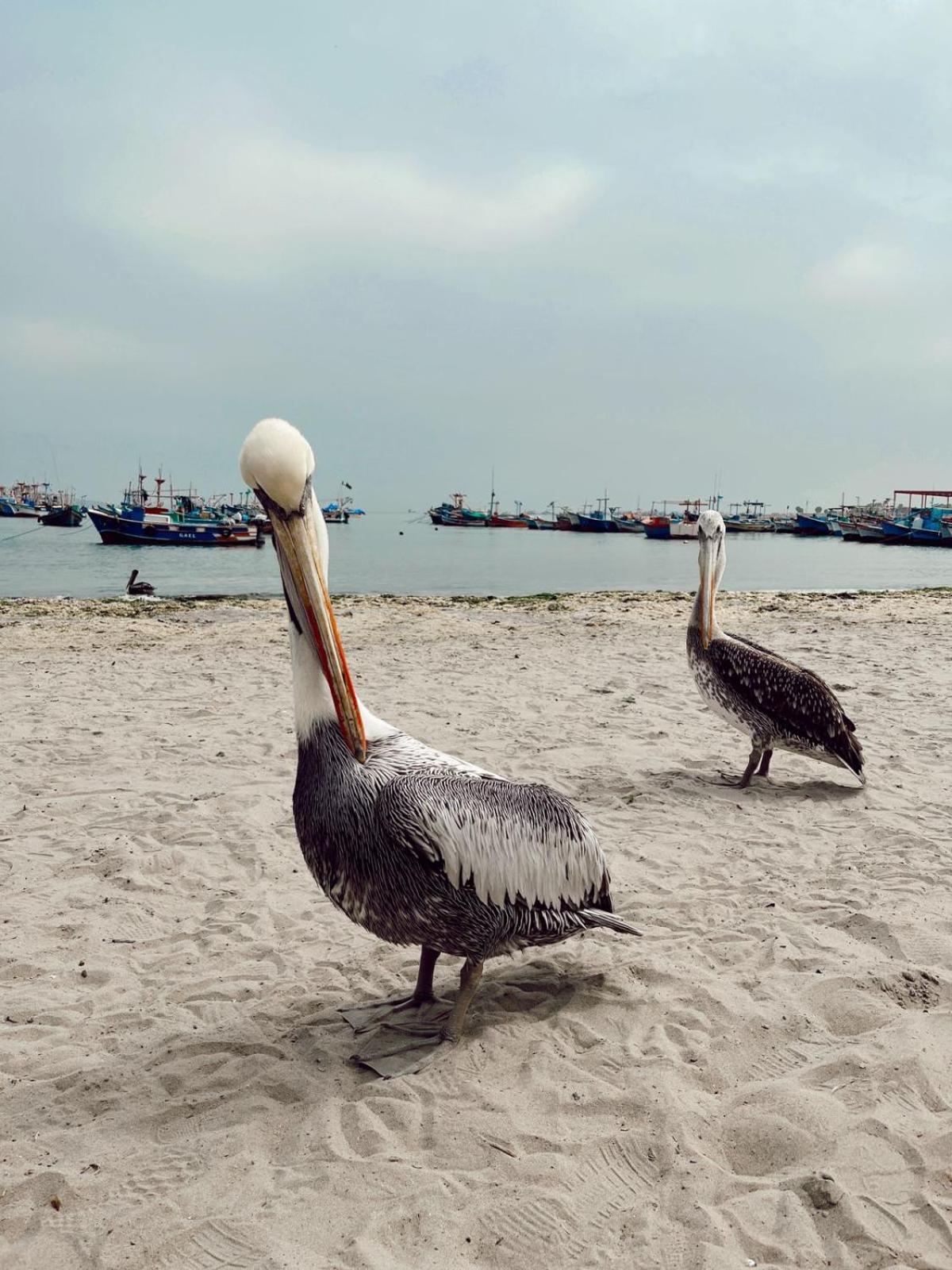 Makai - Nayarak Паракас Екстер'єр фото